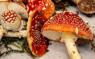 El renacimiento de la Amanita Muscaria